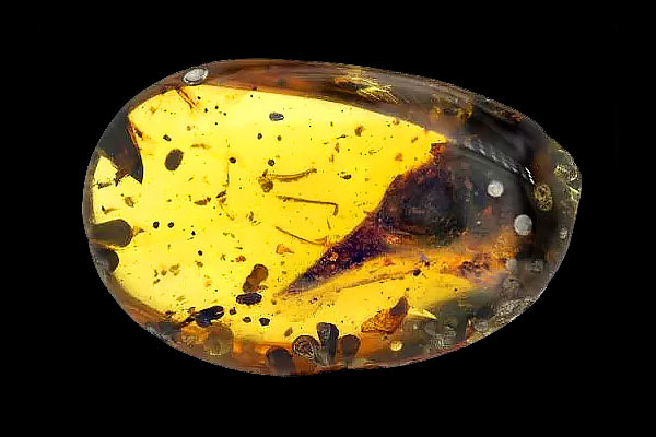 The littlest dinosaur ever was discovered encased in amber